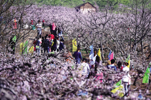 春季蓟州旅游赏花攻略