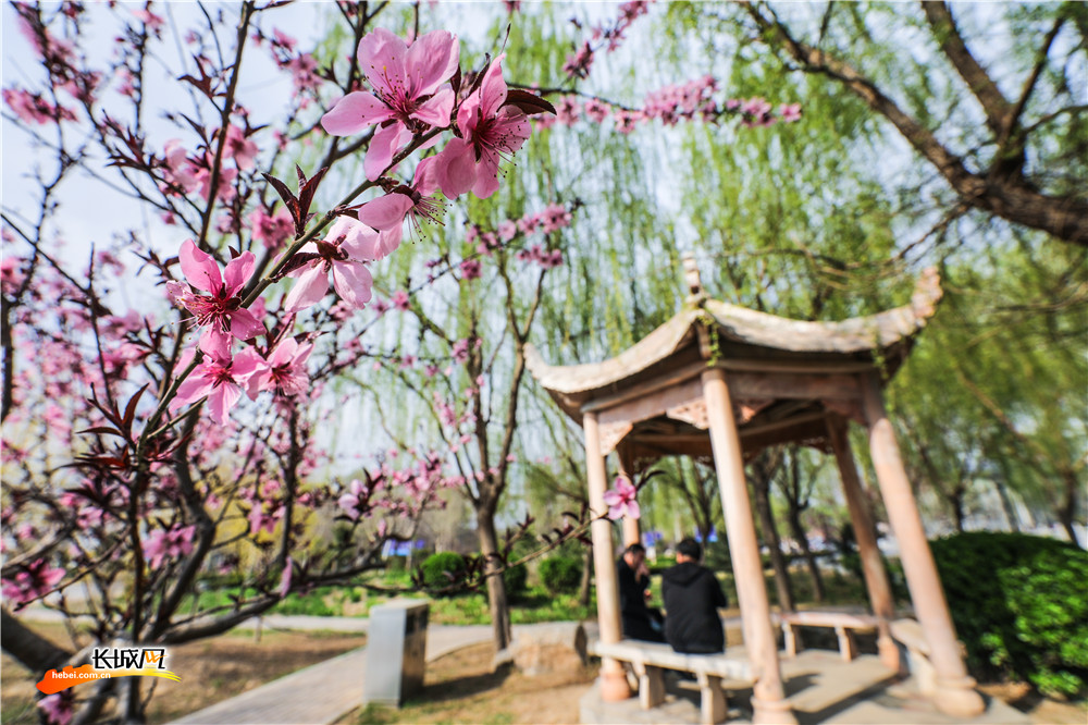 【高清组图】石家庄：各大高校春景如画