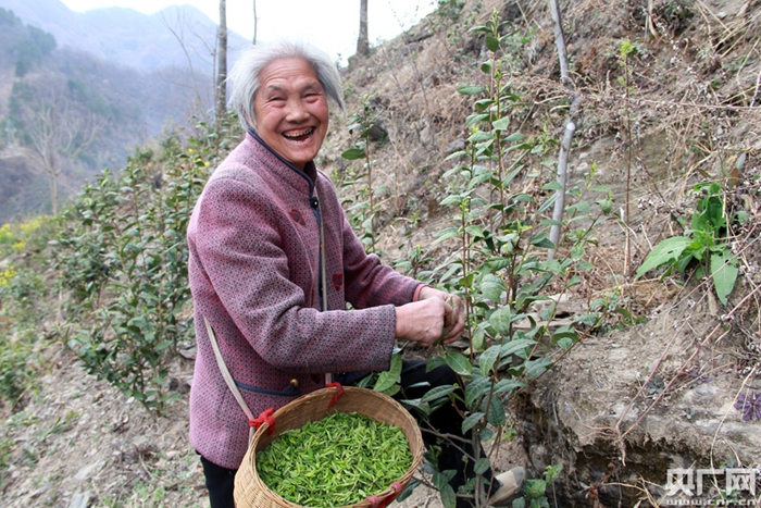 秦巴山区象园村老人一家采茶忙