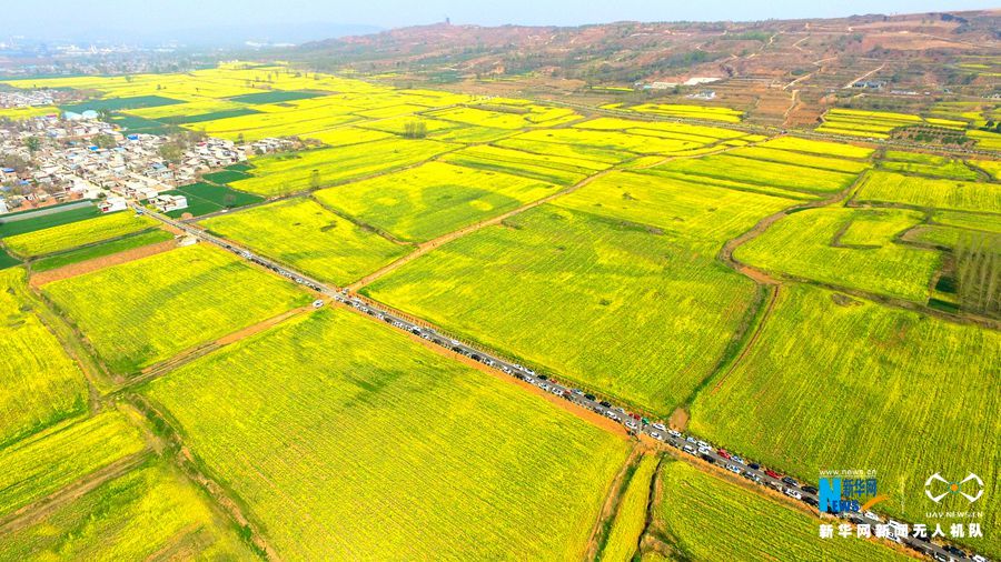 “油菜花经济”带动乡村旅游