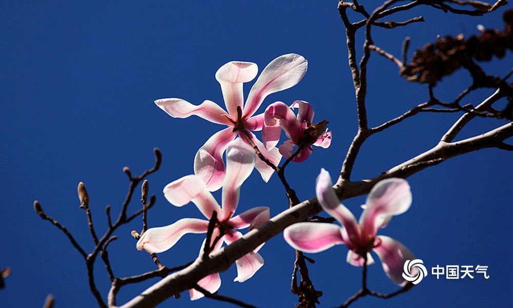 初春近观春花之美