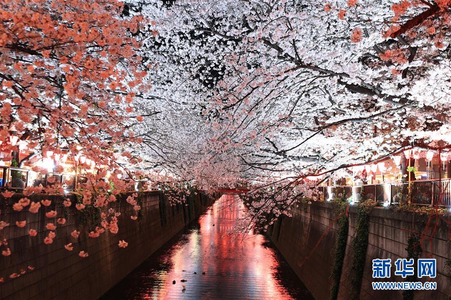（国际）（5）东京目黑川两岸樱花盛开