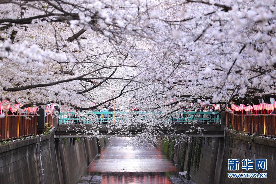 （国际）（3）东京目黑川两岸樱花盛开
