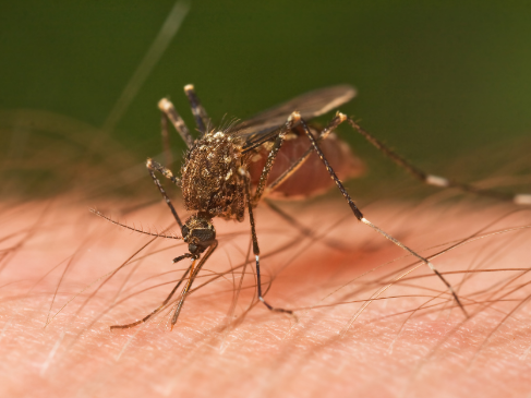 科学家利用蚊子的排泄物更快地检测其携带的病