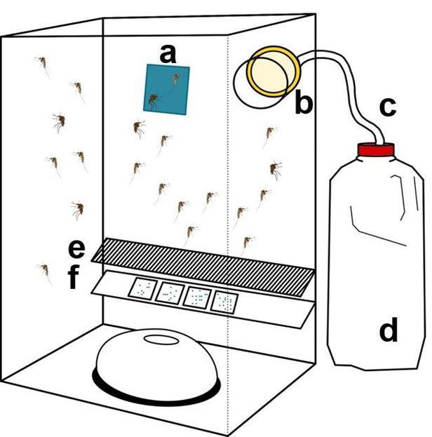 科学家利用蚊子的排泄物更快地检测其携带的病