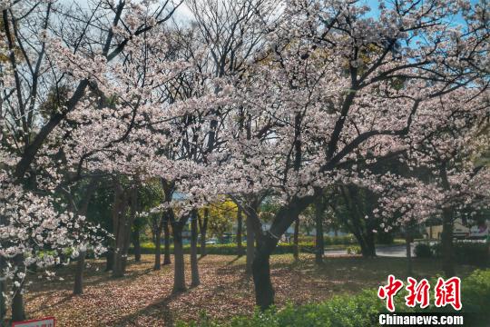 日本樱花盛放美景 杨滨 摄