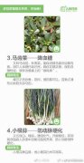 提醒!“野菜”好吃不能随便,能要命
