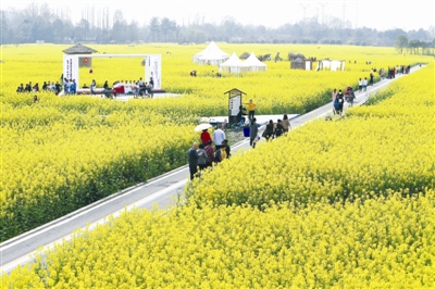 4月5日，游客在都江堰七里诗乡的油菜花海景观和田园绿道游览 摄影记者 王红强