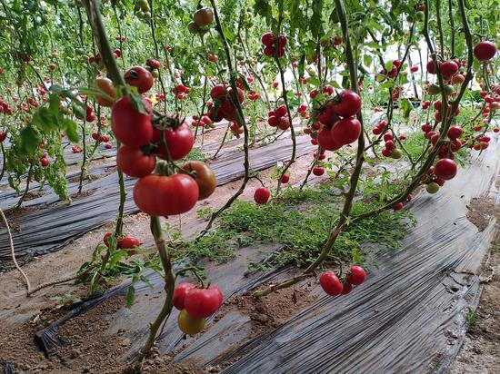 北京密云一个蔬菜大棚里种植的原味西红柿。新京报记者 王巍 摄