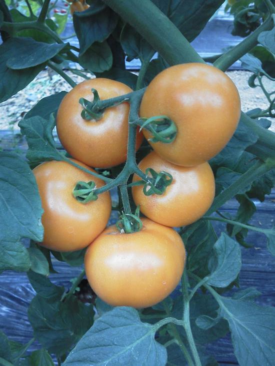 草莓西红柿。图片提供：北京井田农业科技有限公司