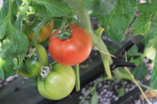 绿腚番茄。图片提供：北京忠华福禄农业科技有限公司