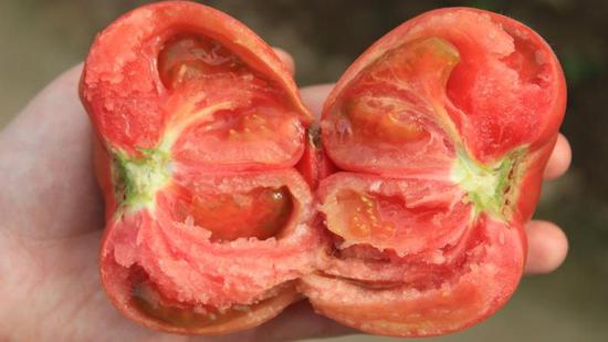 可以生吃的水果西红柿。图片提供：北京忠华福禄农业科技有限公司