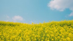 旅游5路和旅游6路公交车 4月1日恢复运行