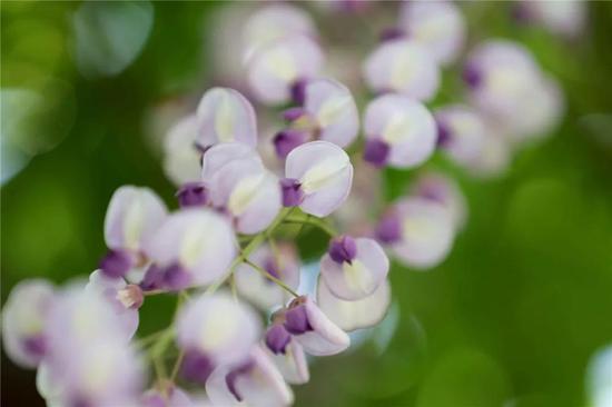 嘉定紫藤园将迎盛花期 游玩攻略新鲜出炉