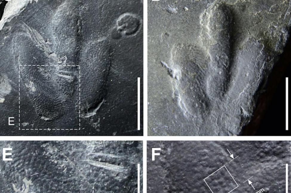 韩国发现白垩纪恐龙足迹 脚底皮肤纹理清晰可见