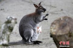 澳大利亚大海角国家公园:人类食物可