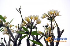 美貌又美味的“花仙子”绽放东莞街头