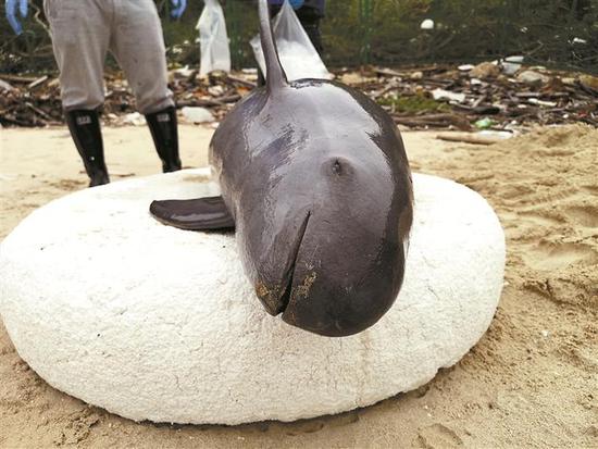 　　▲3月10日在桔钓沙被发现的死亡江豚已怀有身孕。