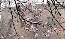 微视频|河北四月，一树杏花梦春雪