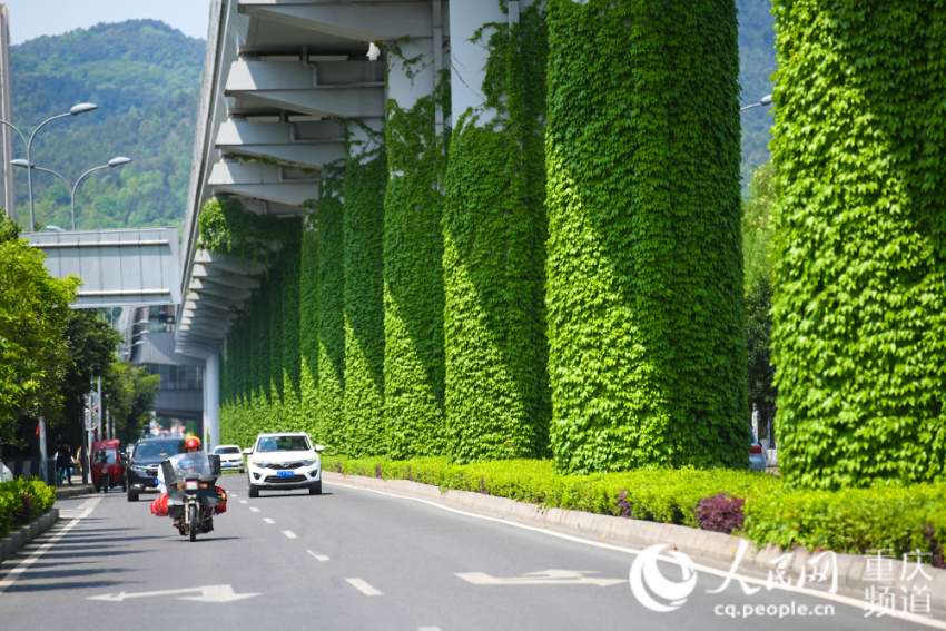 4月12日， 重慶軌道交通一號線的高架橋橋墩讓爬藤植物裝扮一新，仿佛穿上了綠色外衣。鄒樂 攝