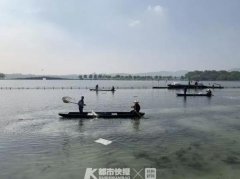 西湖荷区大扫除 给鱼儿挪窝确保荷花幼
