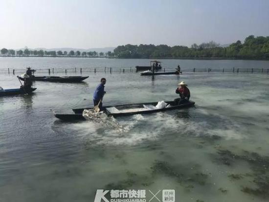 西湖荷区大扫除 给鱼儿挪窝确保荷花幼苗健康成长