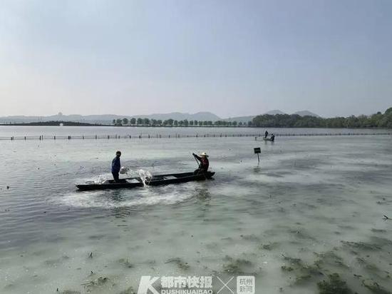 西湖荷区大扫除 给鱼儿挪窝确保荷花幼苗健康成长