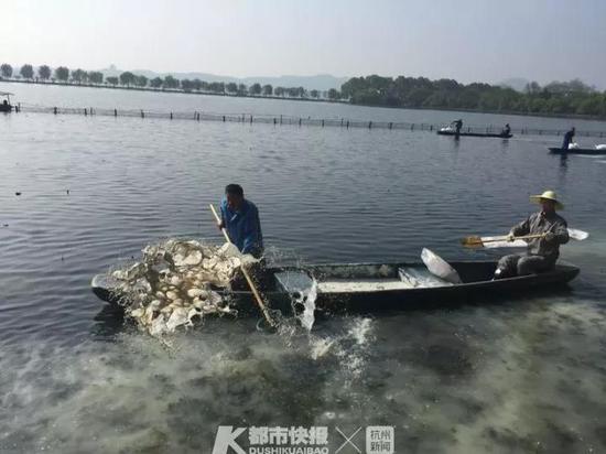 西湖荷区大扫除 给鱼儿挪窝确保荷花幼苗健康成长