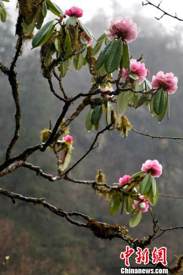 西藏仓央嘉措故里杜鹃花开进入旅游季