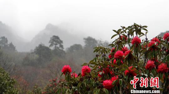 西藏仓央嘉措故里杜鹃花开进入旅游季