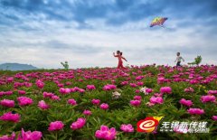 磐安芍药花节即将开幕