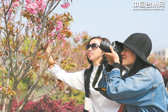 樱花盛开带热乡村旅游