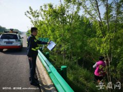 村民高速路边冒险采槐花 切莫贪图美味