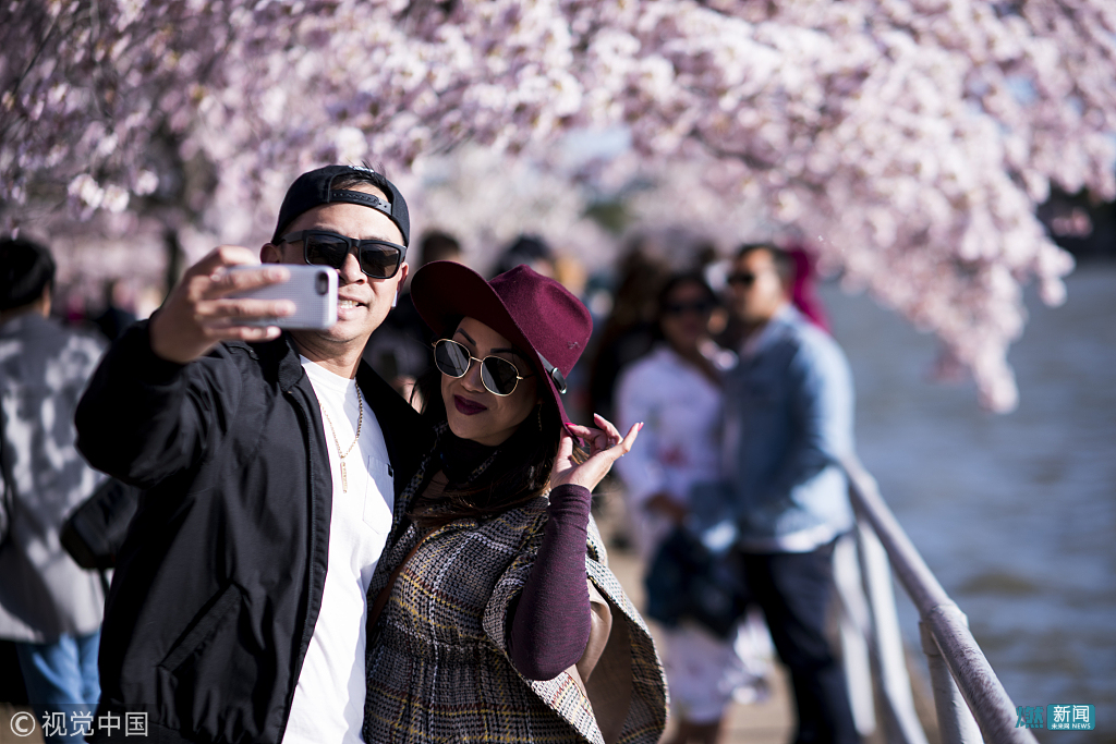 美国华盛顿樱花盛开 游客流连花海