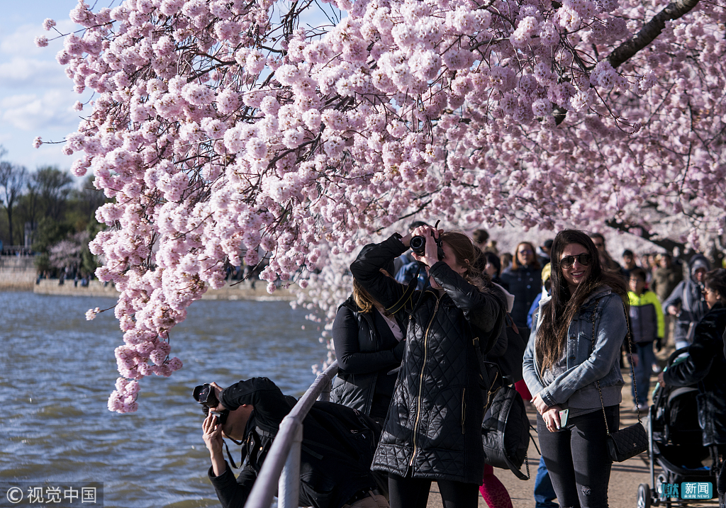 美国华盛顿樱花盛开 游客流连花海