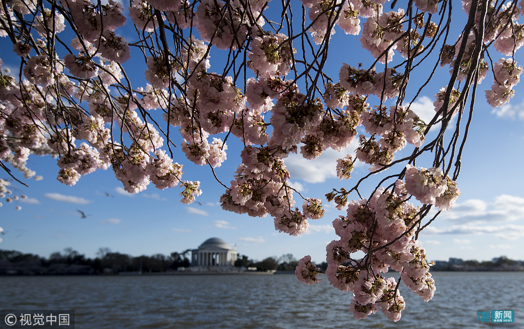 美国华盛顿樱花盛开 游客流连花海