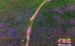 南昌赣江之畔紫云英绽放 游客徜徉紫色