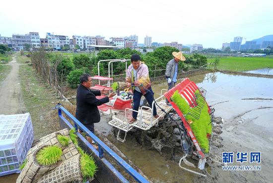 在云霄县世坂村，秧苗被搬上插秧机（4月17日摄）。新华网 肖和勇 摄