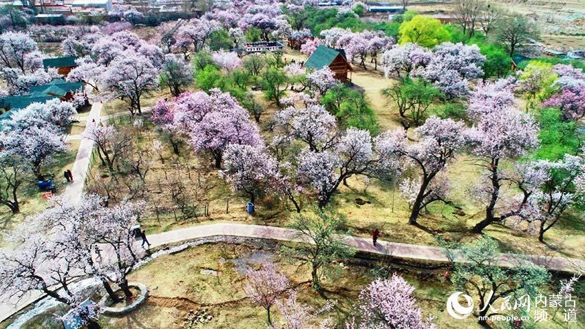 呼和浩特市回民区第九届乌素图杏花节开幕