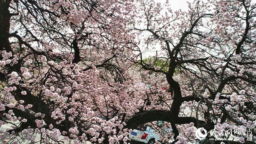 呼和浩特市回民区第九届乌素图杏花节开幕