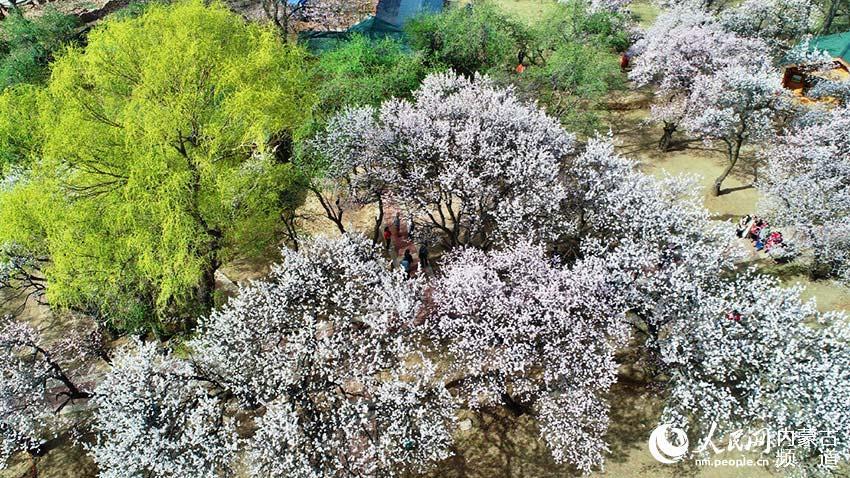呼和浩特市回民区第九届乌素图杏花节开幕