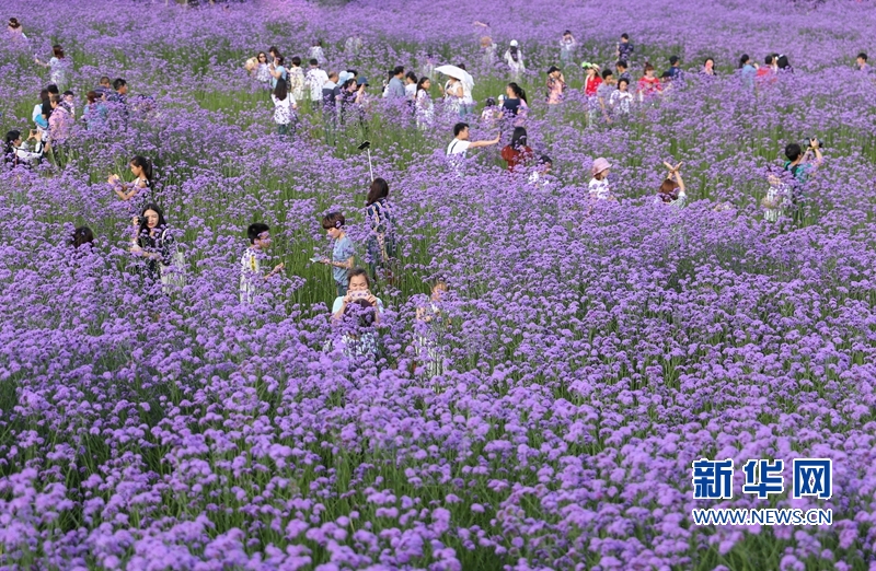 【组图】福州： “头顶上的紫色花海”迎风盛开