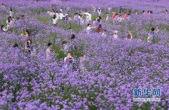 【组图】福州: “头顶上的紫色花海”