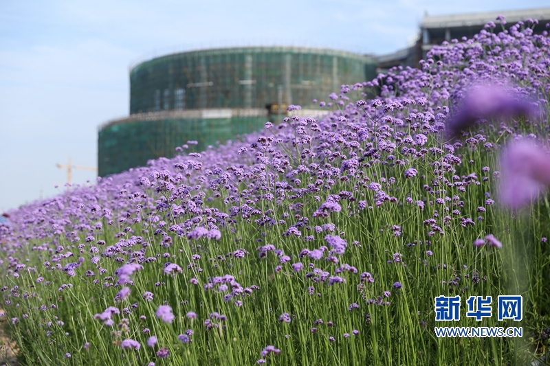【组图】福州： “头顶上的紫色花海”迎风盛开