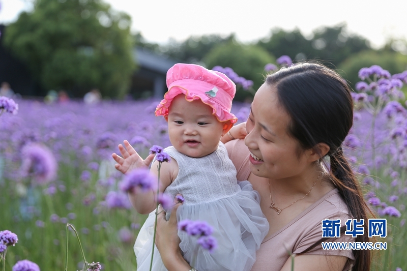 【组图】福州： “头顶上的紫色花海”迎风盛开