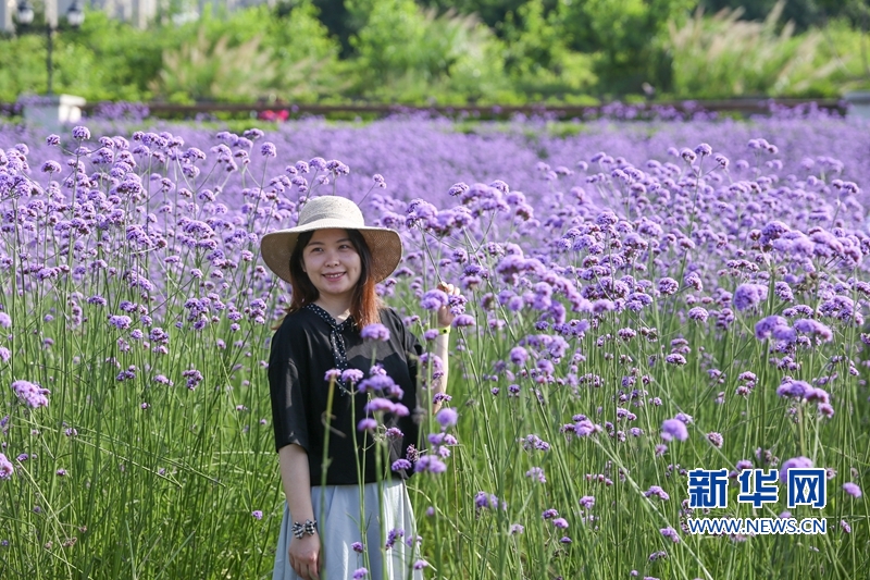 【组图】福州： “头顶上的紫色花海”迎风盛开