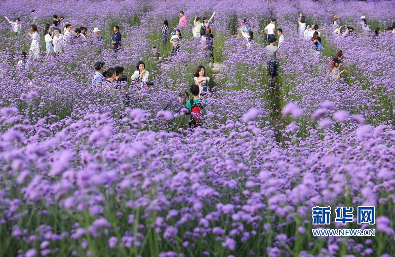 【组图】福州： “头顶上的紫色花海”迎风盛开