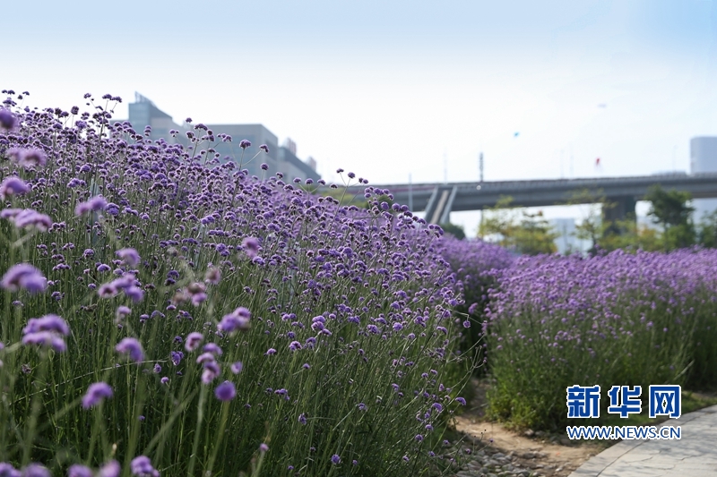 【组图】福州： “头顶上的紫色花海”迎风盛开