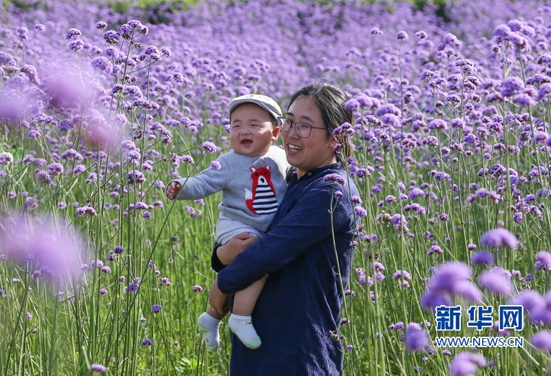 【组图】福州： “头顶上的紫色花海”迎风盛开