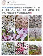 <b>大观新闻“百人直播樱花盛况”活动圆</b>
